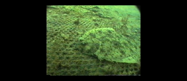 Closeup of flatfish being cultured in a net