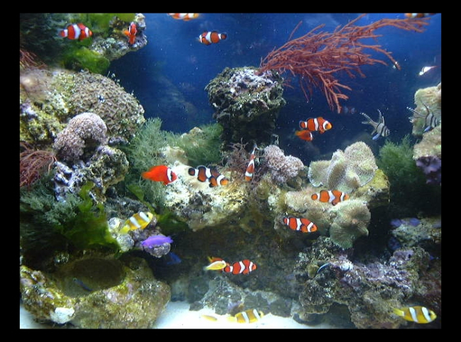 Aquarium with both live rock and invertebrates and finfish that are products ofa commericial ornamental marine culture facility in Florida
