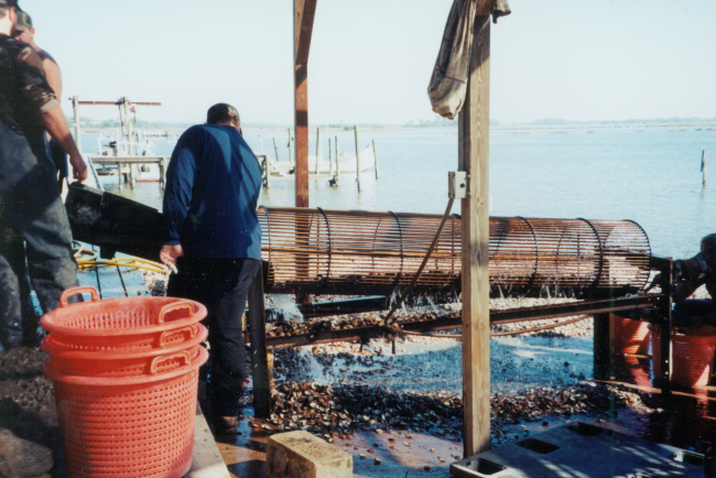 Washing clams readying them for market in a clam aquaculture facility