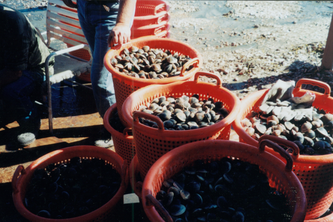 Baskets of clams ready for market in a clam aquaculture facility