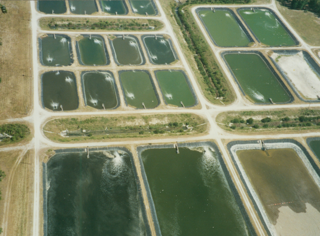 Large scale aquaculture facility