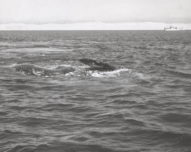 Pair of gray whales rolling and roiling at the surface preparatory to mating