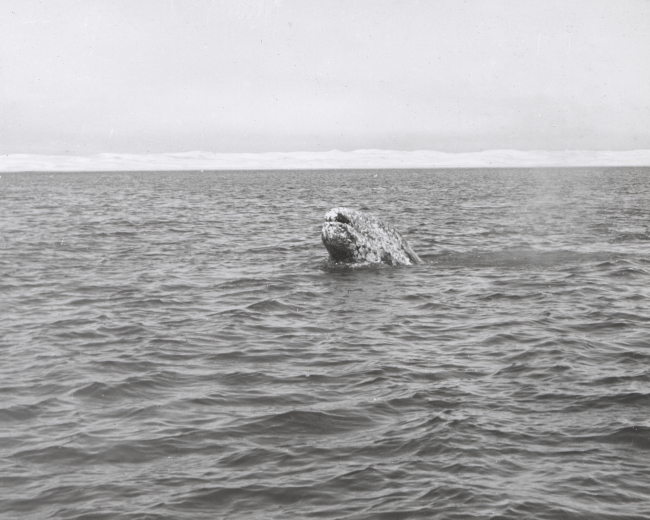 Gray whale in Scammons Lagoon