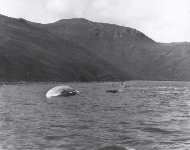 Possibly harpooned fin whale inflated so as not to sink prior to taking toprocessing facility