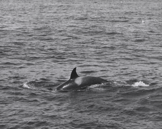 Killer whale, designated as Grampus rectipinna by V