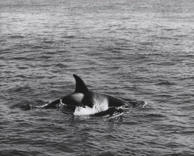 Killer whale, designated as Grampus rectipinna by V