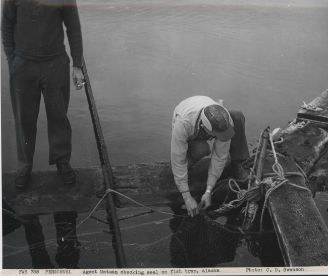 Agent Matson checking seal on fish trap