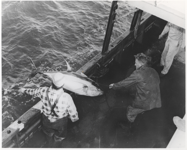 Landing 120-lb yellowfin tuna on board the FWS research vessel OREGON