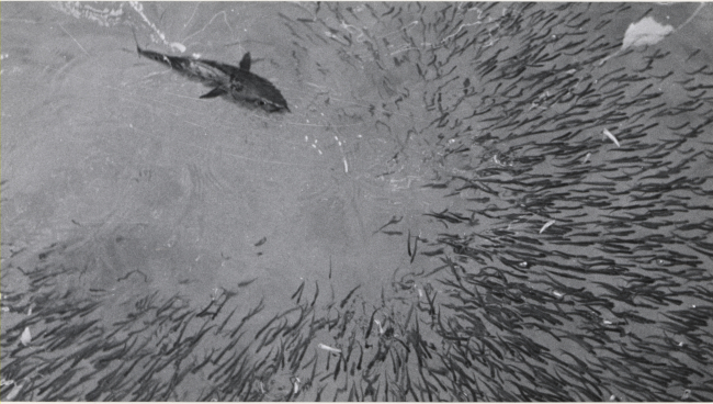 Little tunny or kawakawa attacks a school of baitfish in a research tank