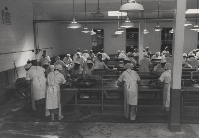 Skinning cooked tuna before packing into cans, columbia River PackingAssociation