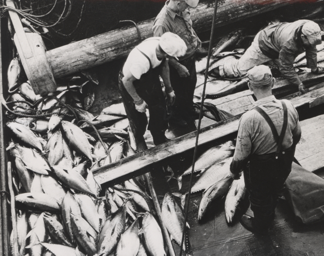 Deck load of tuna FWS2233