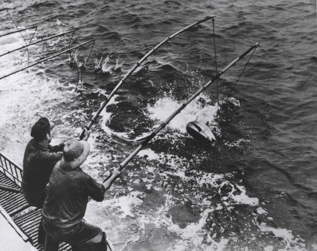 Fishermen landing a two-pole tuna from a live-bait boat in the eastern tropicalPacific Ocean
