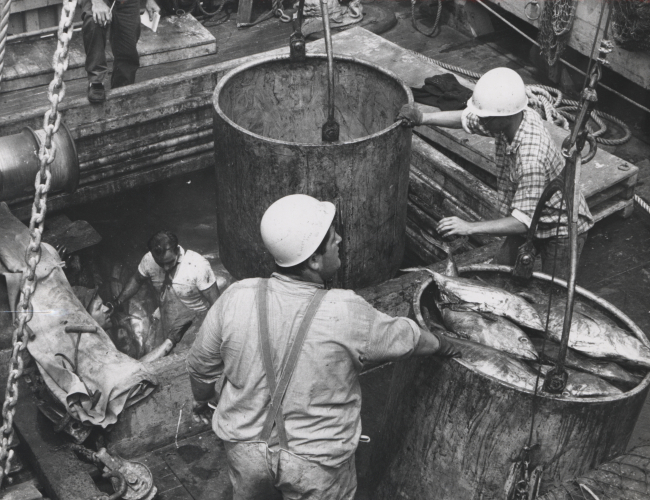 Removing fresh tuna from the hold of a tuna seiner by huge galvanized bucketwhich holds about a half-ton of fish