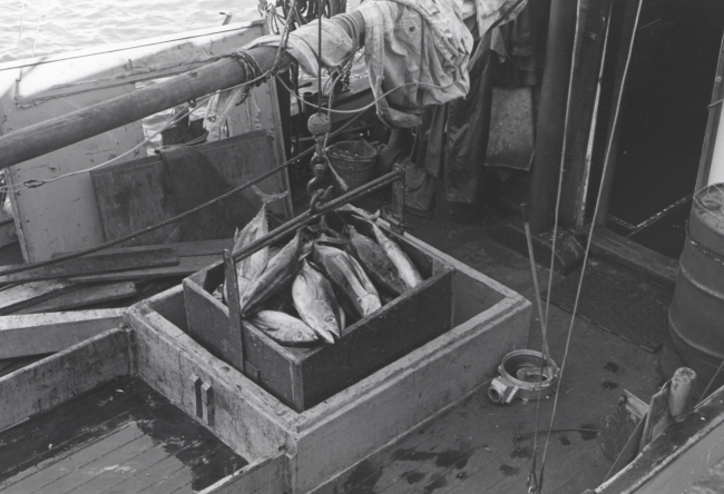 Unloading tuna from fishing vessel