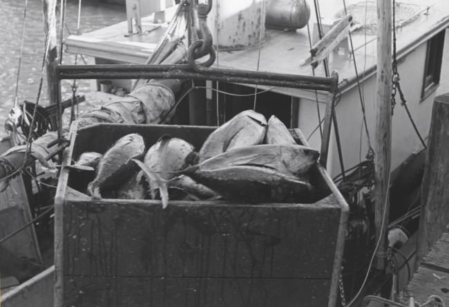 Unloading tuna from fishing vessel