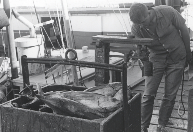 Weighing tuna after offloading