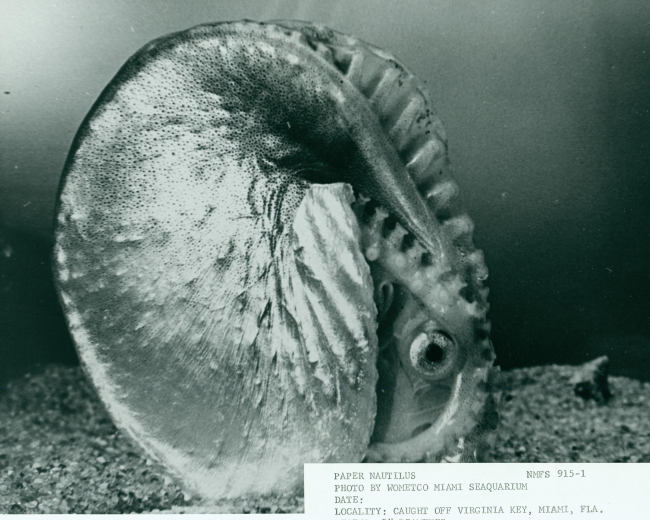Paper nautilus caught off Virginia Key