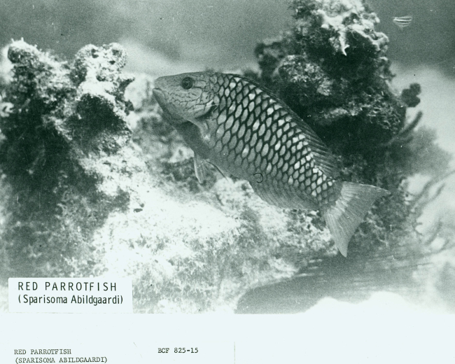 Red parrotfish (Sparisoma abildgaardi)