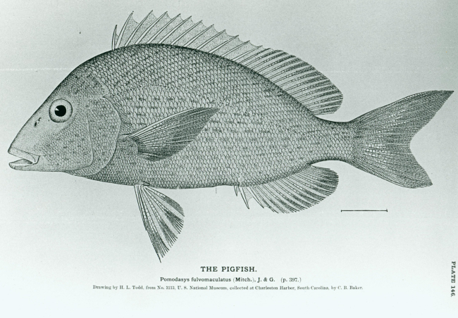 Pigfish (Pomodasyss fulvomaculatus)