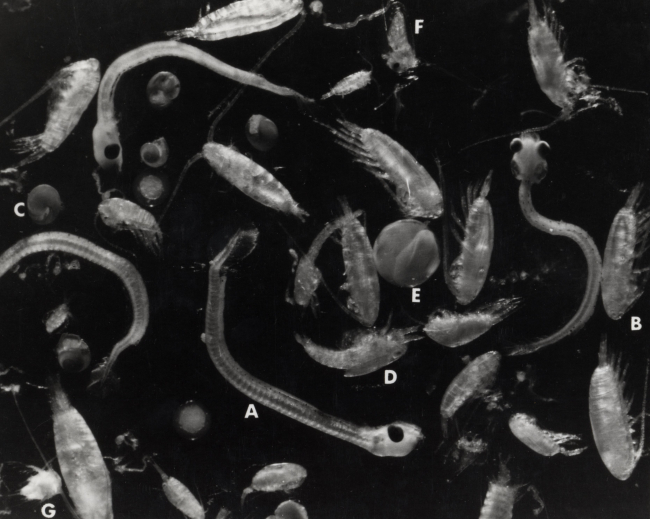 Constituents of a plankton sample