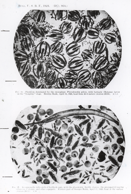 Plankton dominated by the Ctenophore Pleurobrachia pileus with a barnacle(Balanus) larvae in the 'nauplius stage