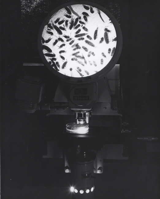 Optical comparator being used for enumeration of invertebrate organisms inconnection with in situ behavior studies