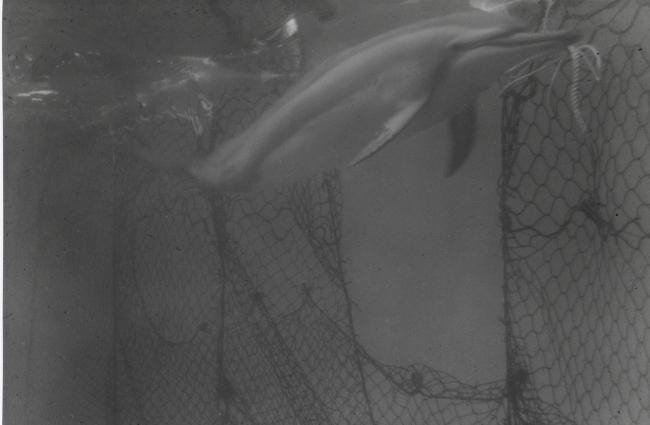 Photograph of porpoise next to escape opening in tuna net