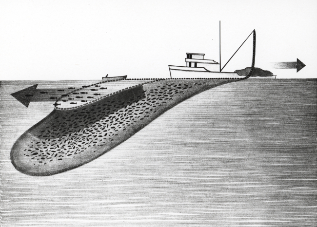 Artist's concept of backing down, a maneuver which shifts the weight,causing the back end of a tuna purse seine (net) to sink beneath thesurface allowing porpoise that may be in the net to swim out over the top,while the tuna remain inside