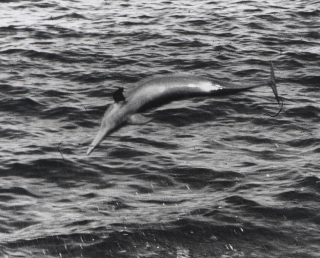 A leaping porpoise