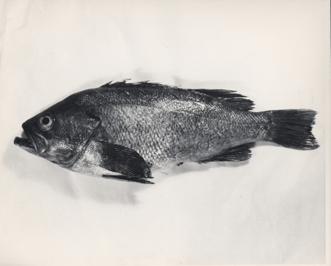 Rockfish, species indeterminate