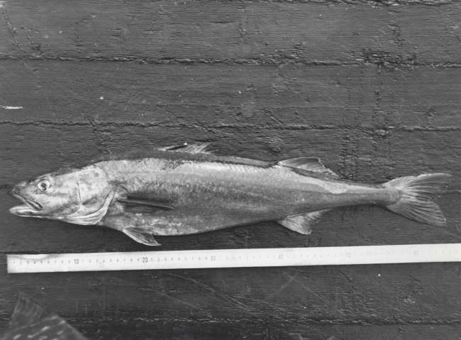 Sablefish on deck (Anoplopoma fimbria )