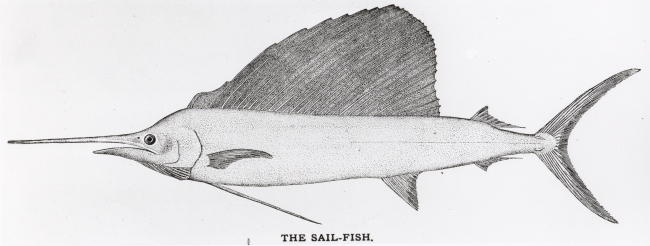Sailfish (common swordfish) from drawing