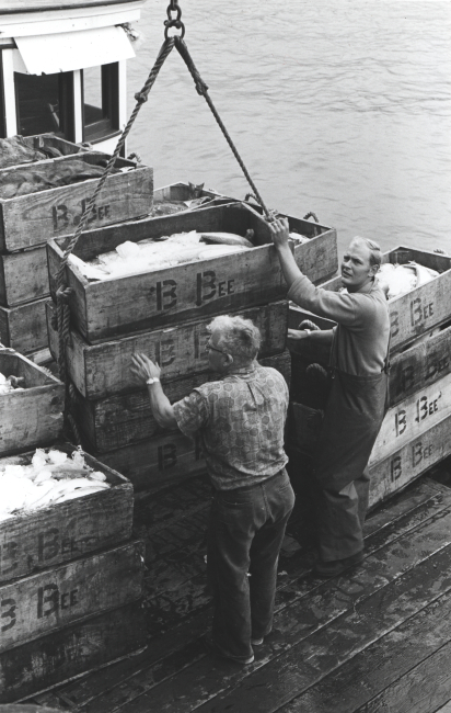 Unloading salmon at the Bumble Bee Company dock