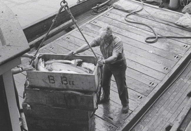 Unloading salmon at the Bumble Bee Company dock