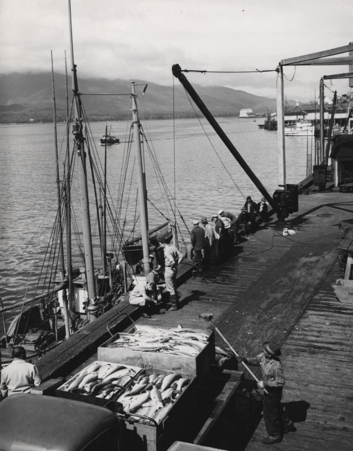 Unloading salmon from boat to truck