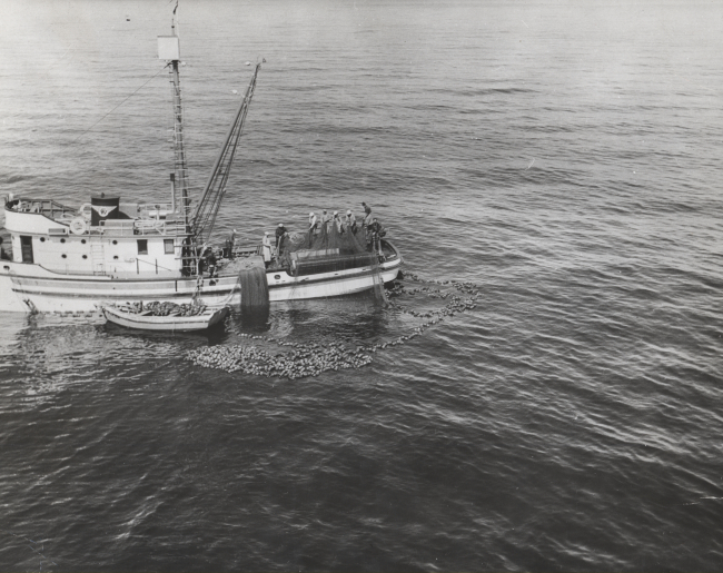 The WESTERN FLYER, a chartered purse seine boat, operating salmonpurse seine in experimental fishing