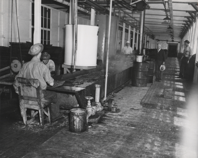 Pre-cooking sardine in cannery