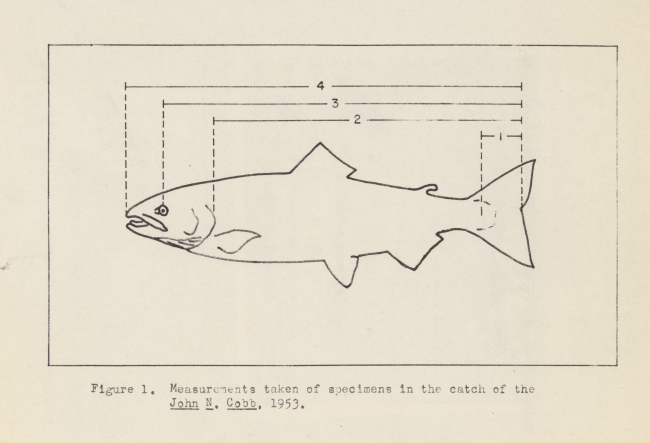 Measurements taken of the specimens in the catch of the FWS vessel JOHN N