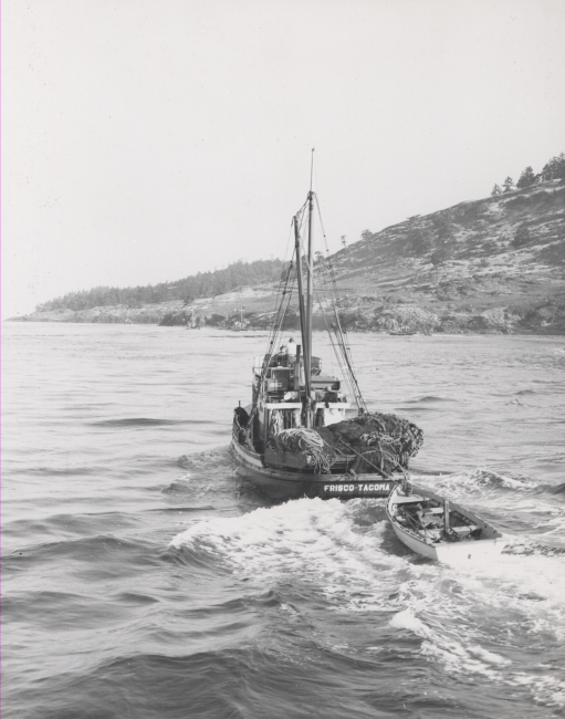 Sockeye salmon  purse seiner racing to Mitchell Bay to make its setsat the turn of the tide