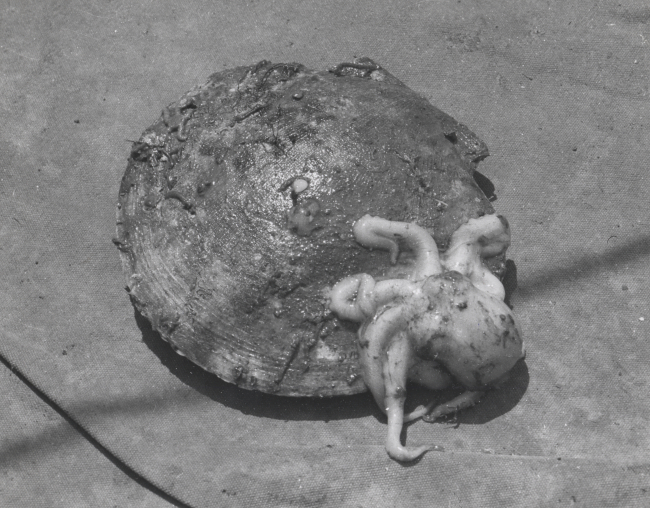 Baby octopus on sea scallop (Placopecten magellanicus)
