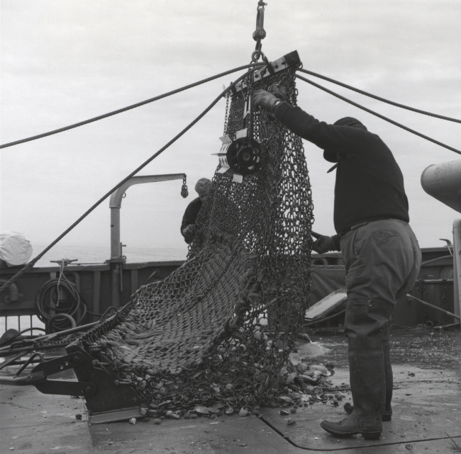 A scallop dredge being emptied on the BCF ship ALBATROSS IV