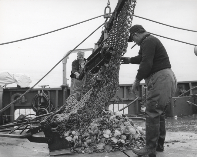 Dumping catch of a sea scallop dredge on deck of ALBATROSS IV
