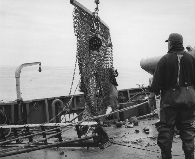 Dumping catch of sea scallop dredge on deck on BCF ship ALBATROSS IV