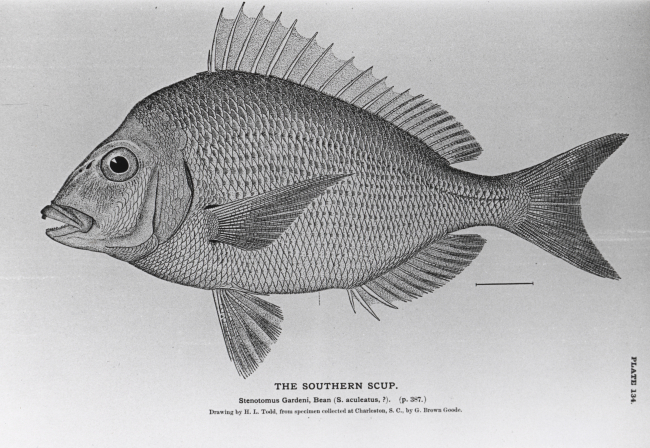 The southern scup (Stenotomus gardeni )