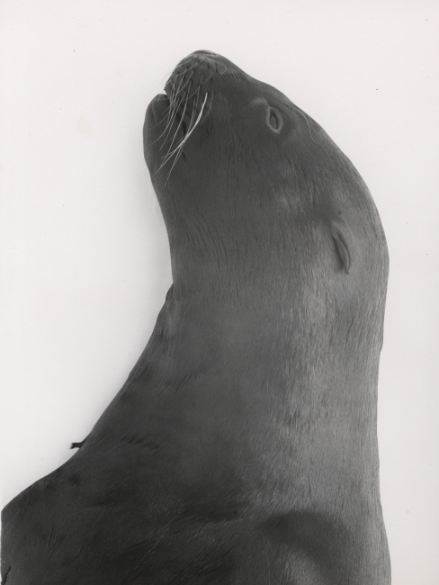Head and shoulder of young Steller sea lion