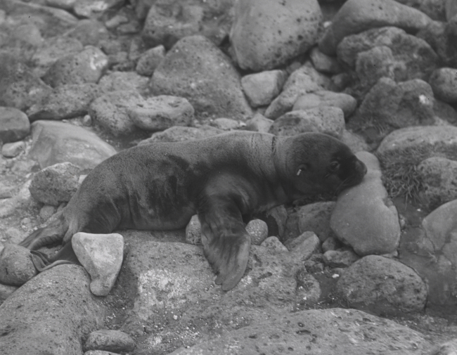 Tagged sea lion pup
