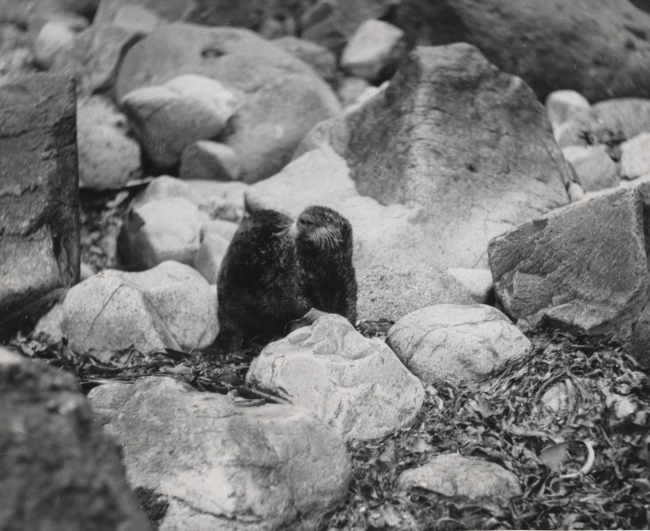 Sub-adult sea otter on a rock beach