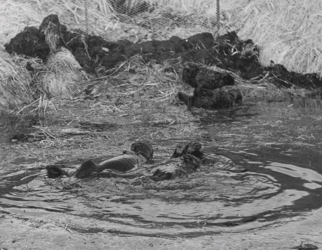Captive sea otters at Crown Reefer Camp