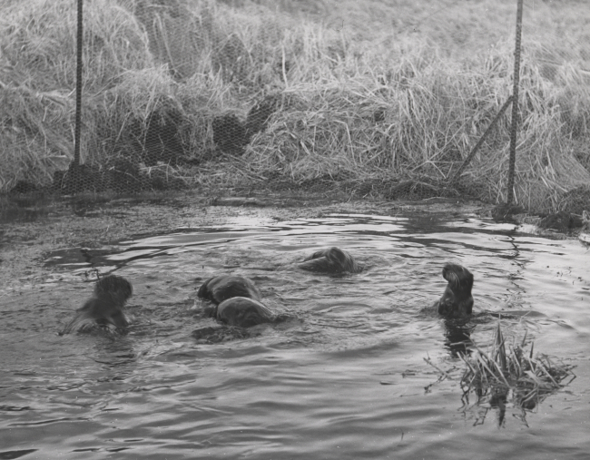 Captive sea otters at Crown Reefer Camp