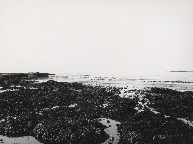 East side of Makarius Bay, looking west showing rocks and kelp